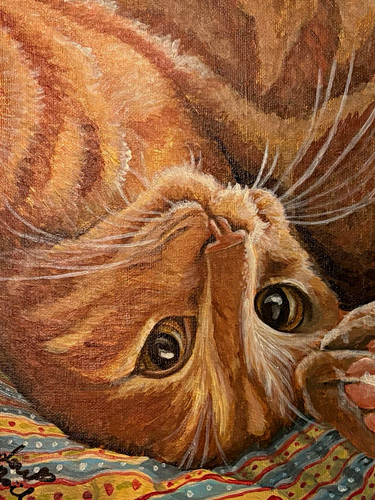 Close orange tabby - close-up, cat